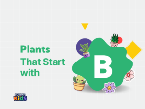 29+ Beautiful Plants that Start with B